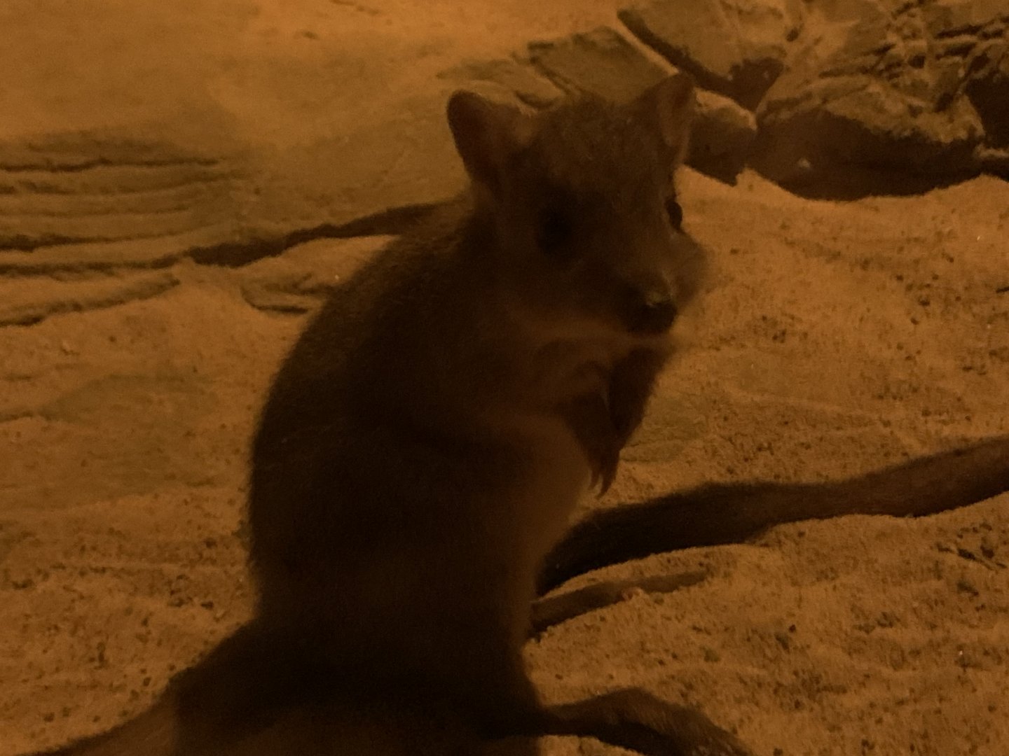 Brush-Tailed Bettong (Bettongia penicillata)