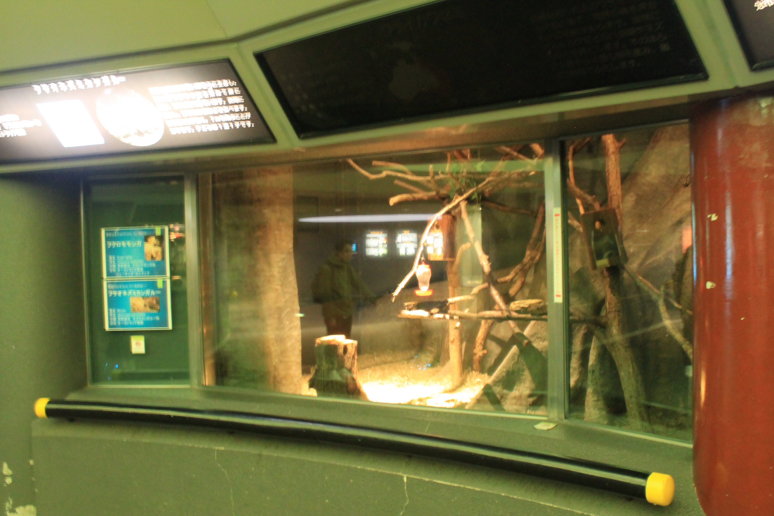 Brush-tailed Bettong enclosure within Koala House