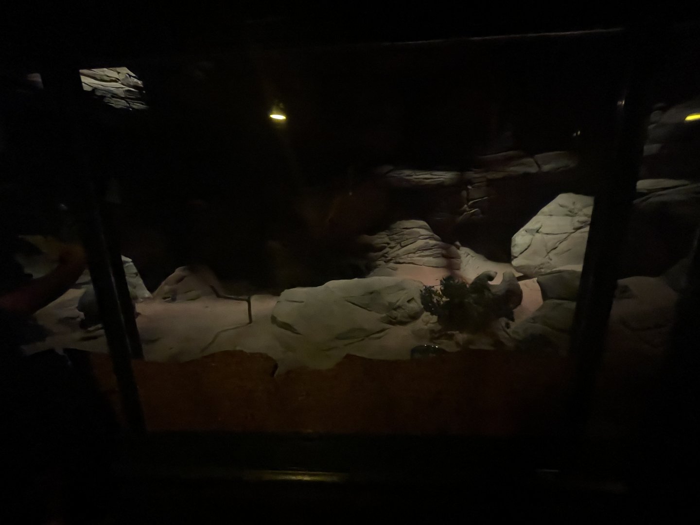 Brush-tailed Bettong Enclosure