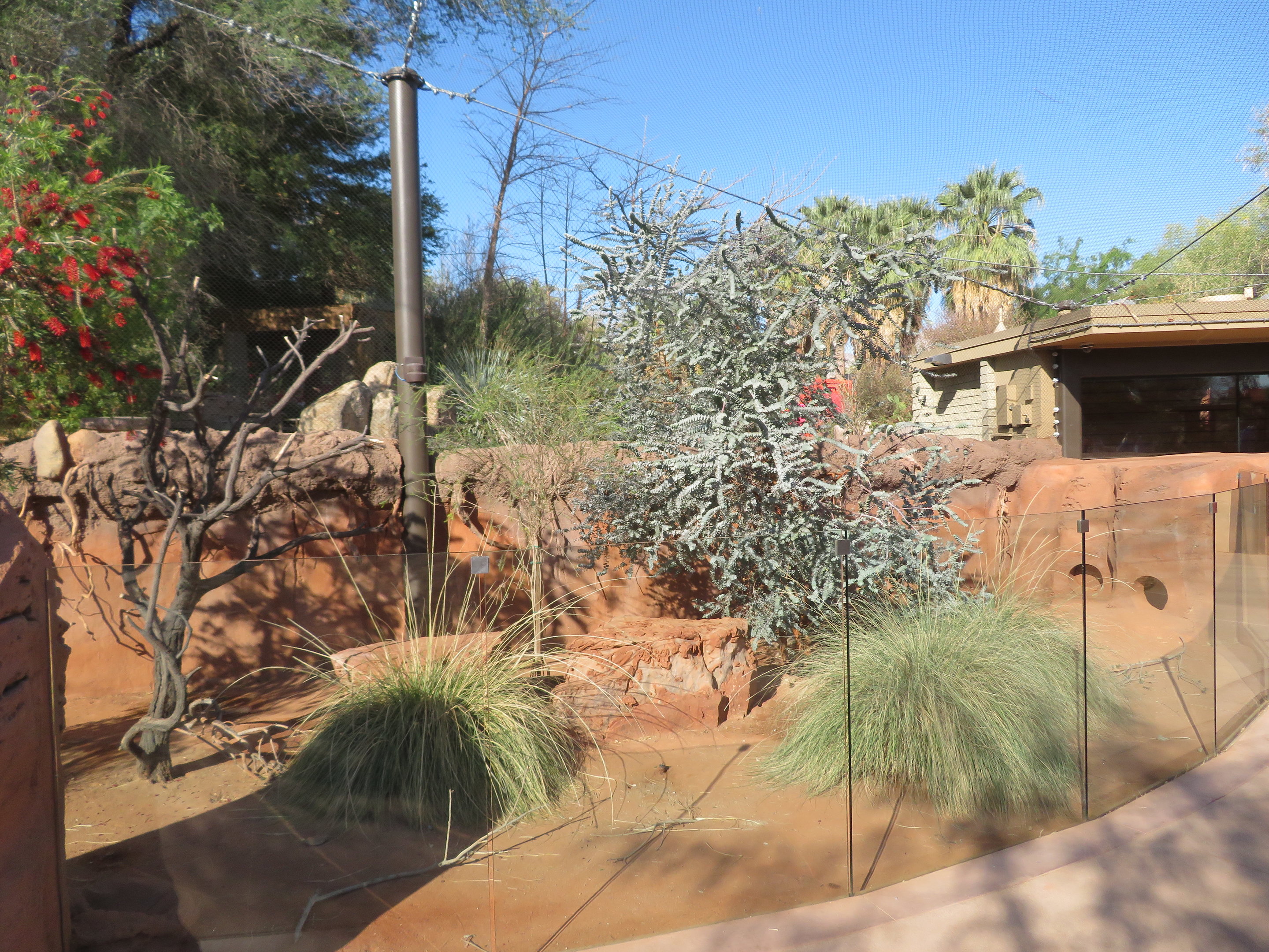 Brush-tailed Bettong Exhibit