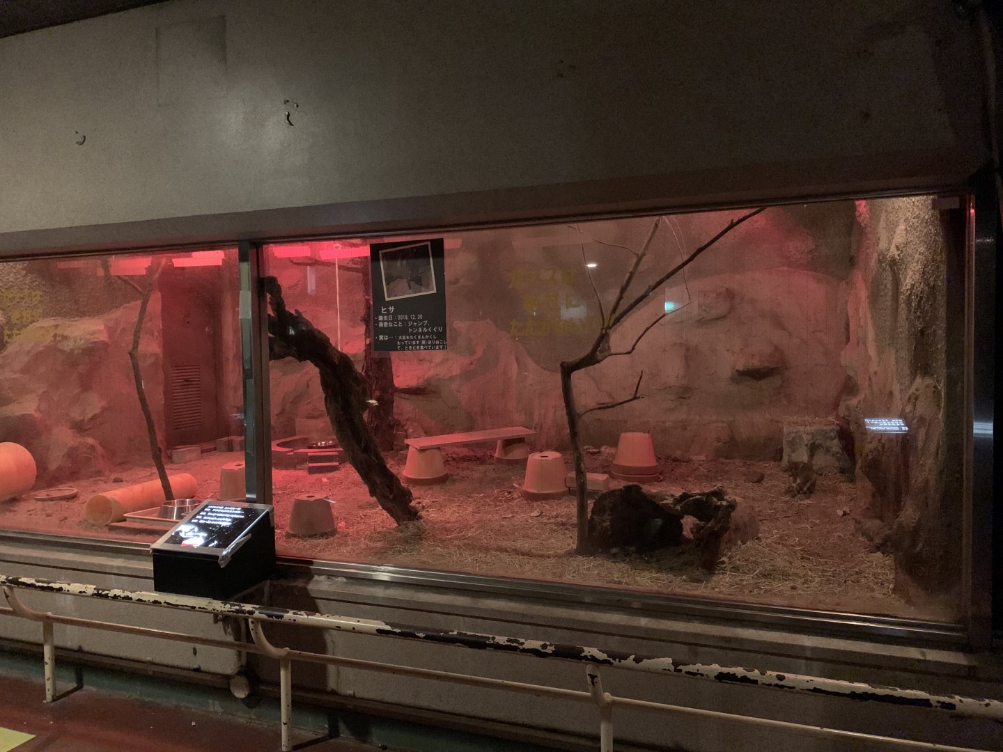 Brush-tailed Bettong Exhibit
