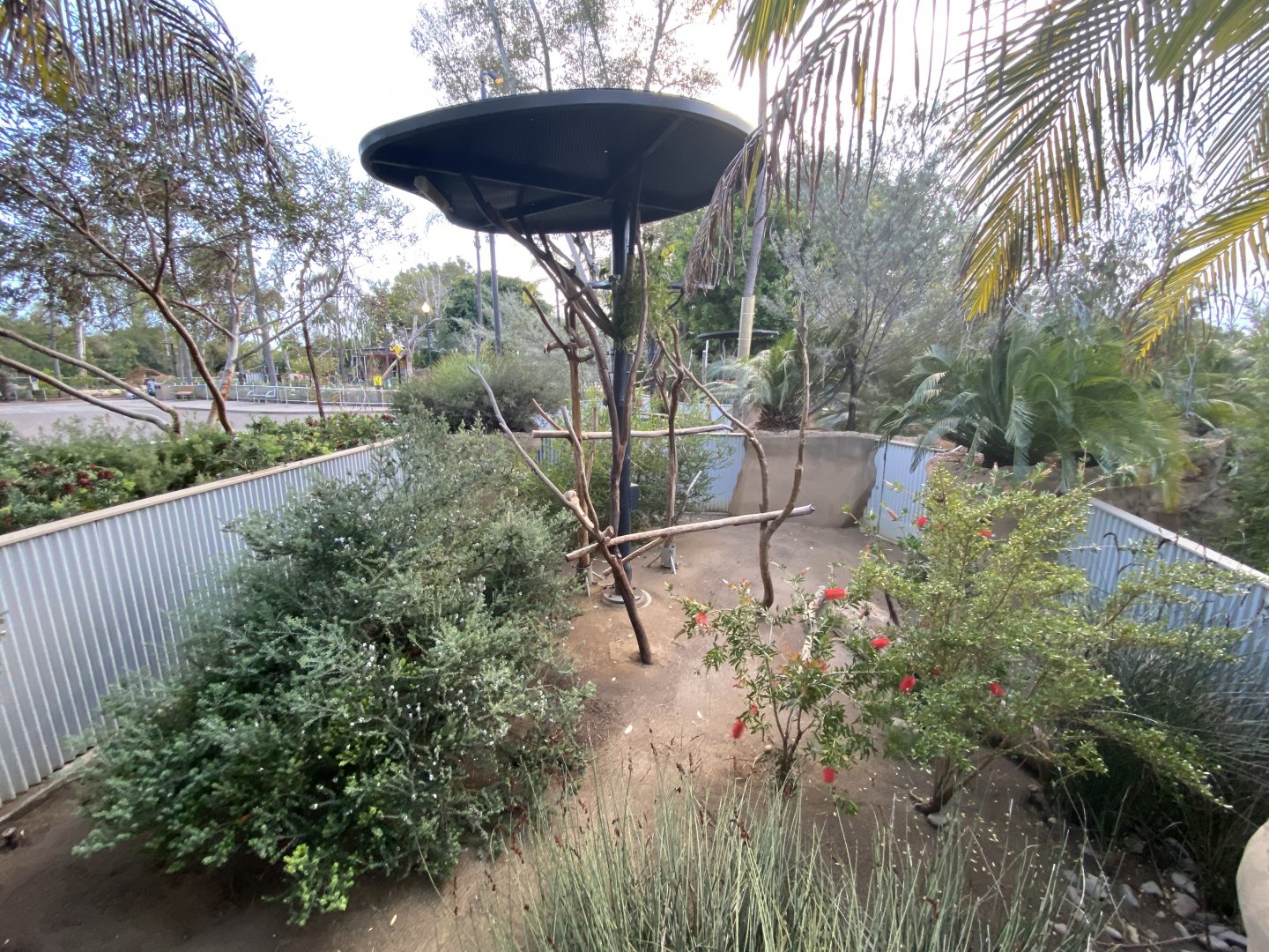 Brush-tailed Bettong Habitat (Bettongia penicillata)