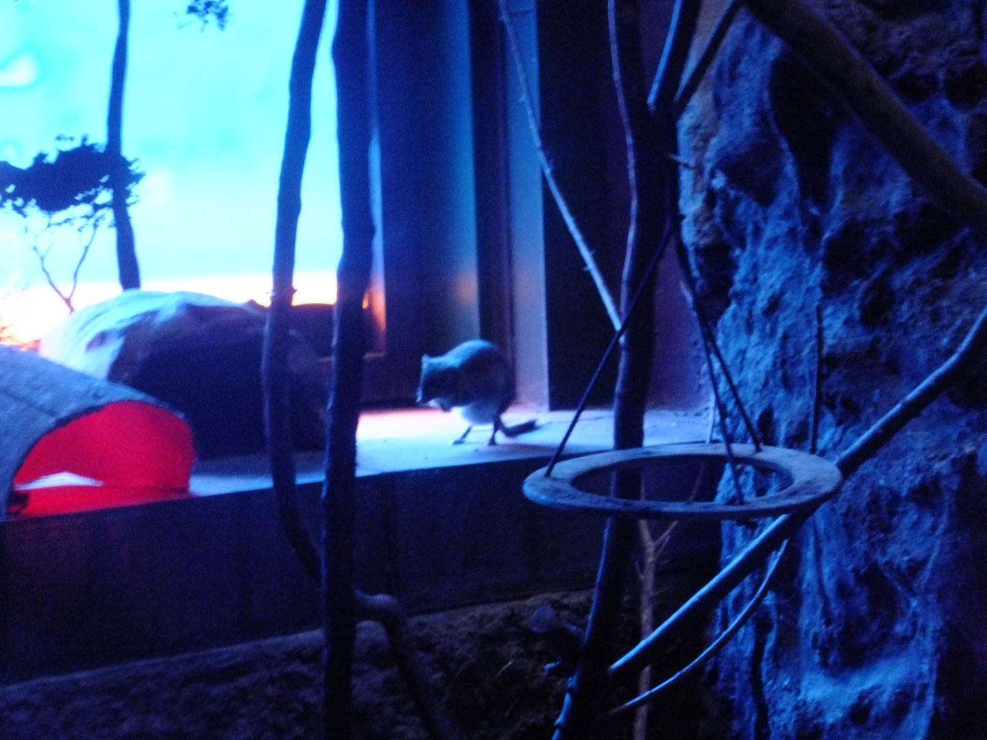 Brush-tailed bettong in Australian Twilight