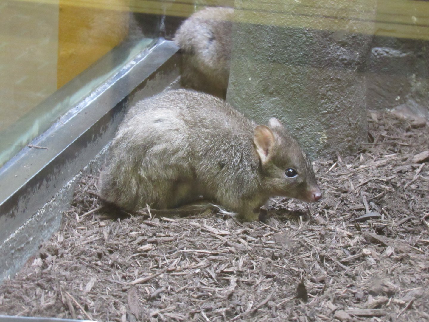 Brush-tailed bettong in diurnal enclosure