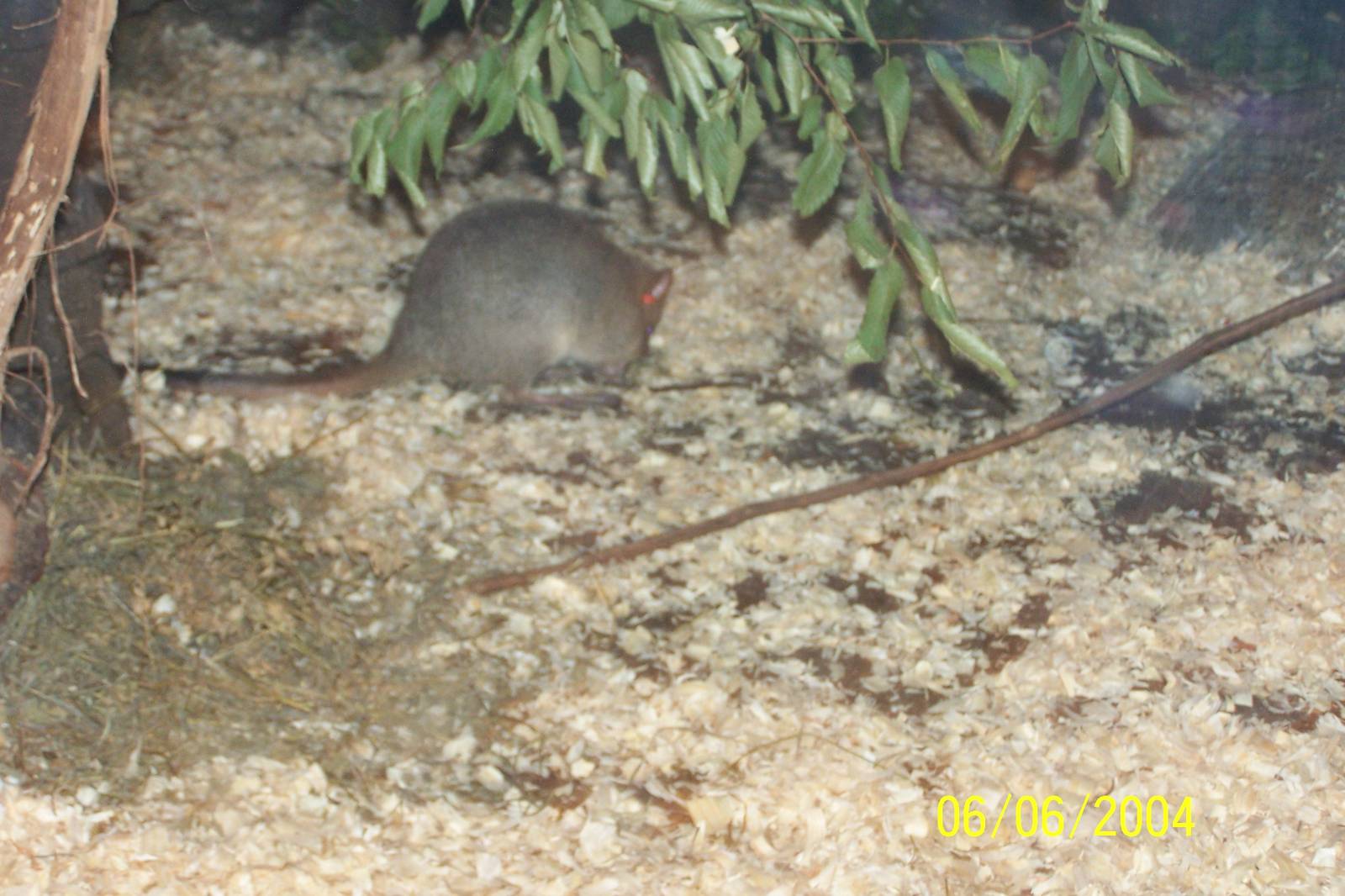 Brush-tailed Bettong ~  Outback Roadhouse
