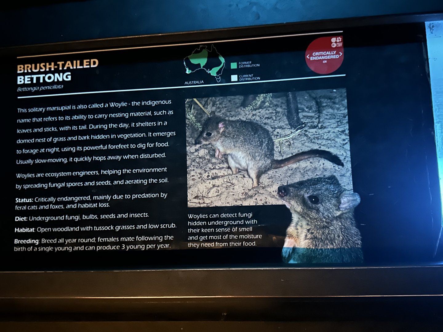 Brush tailed bettong signage