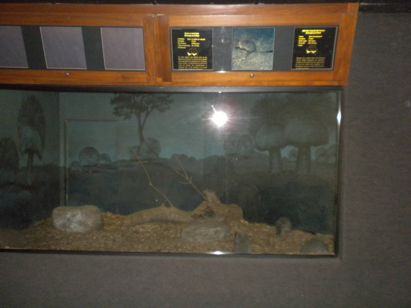 Brush Tailed Bettong