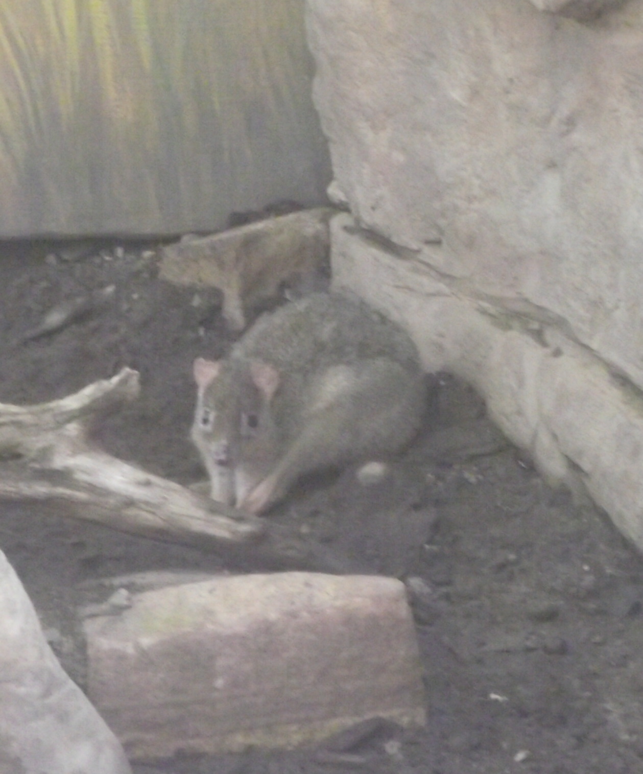 Brush Tailed Bettong