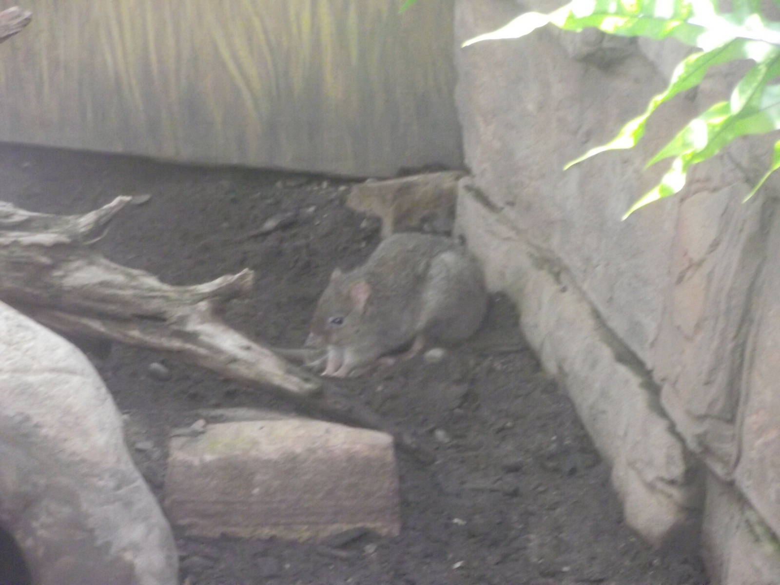 Brush Tailed Bettong