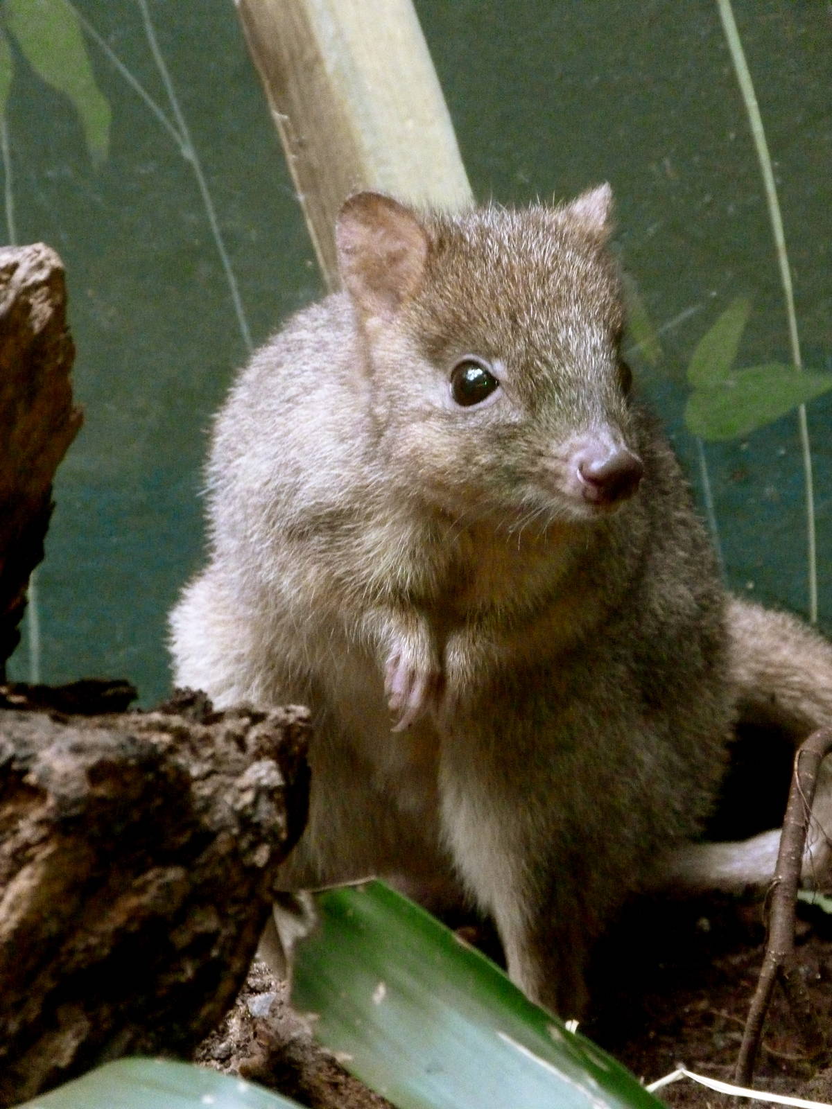 Brush-Tailed Bettong
