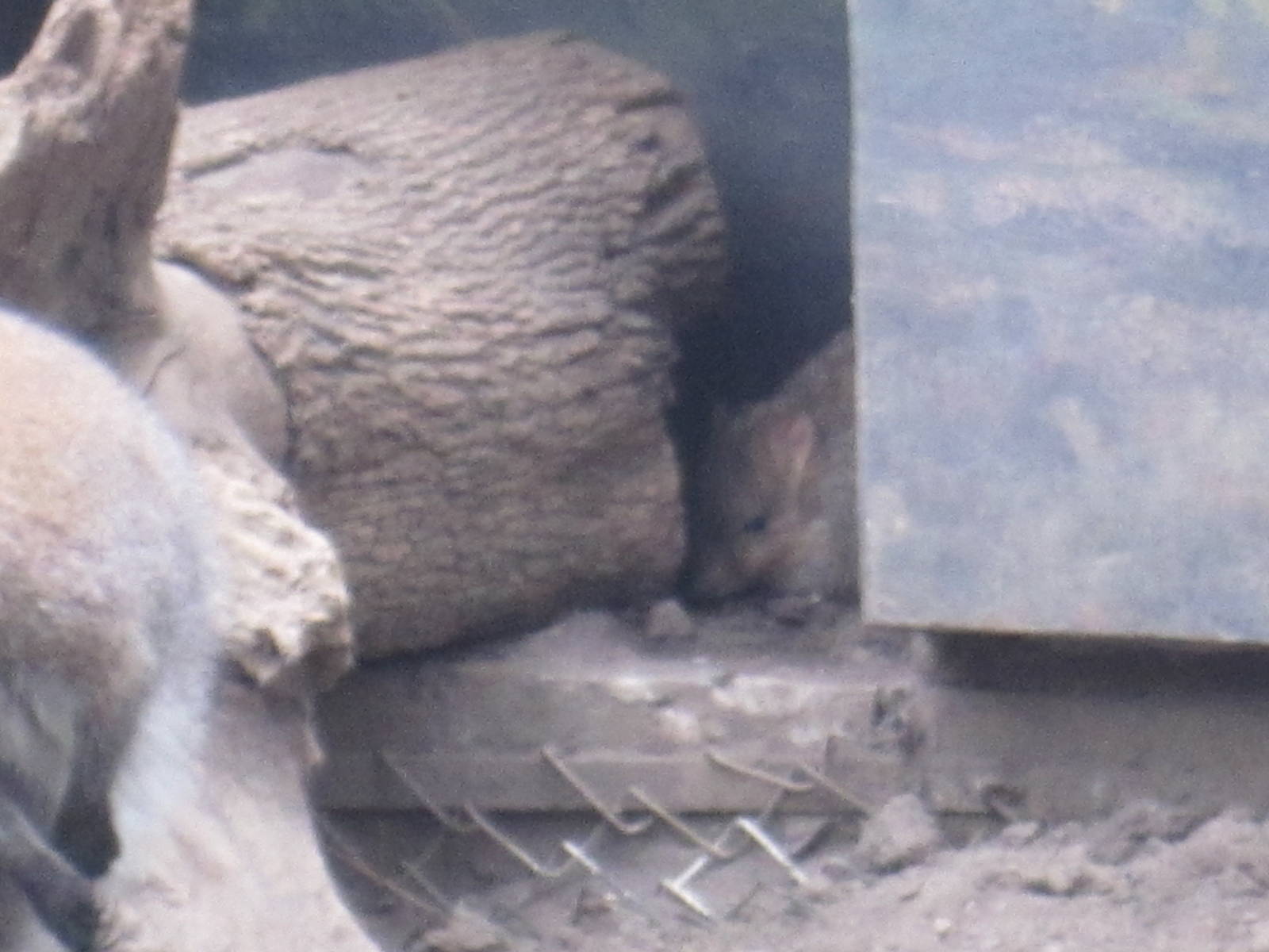 Brush Tailed Bettong