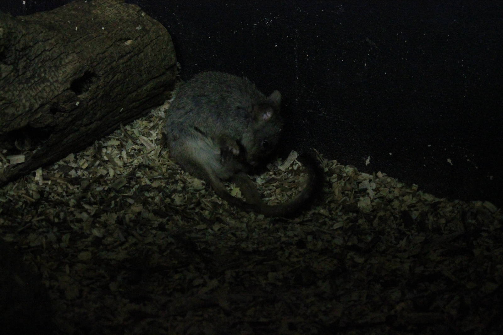 Brush-Tailed Bettong
