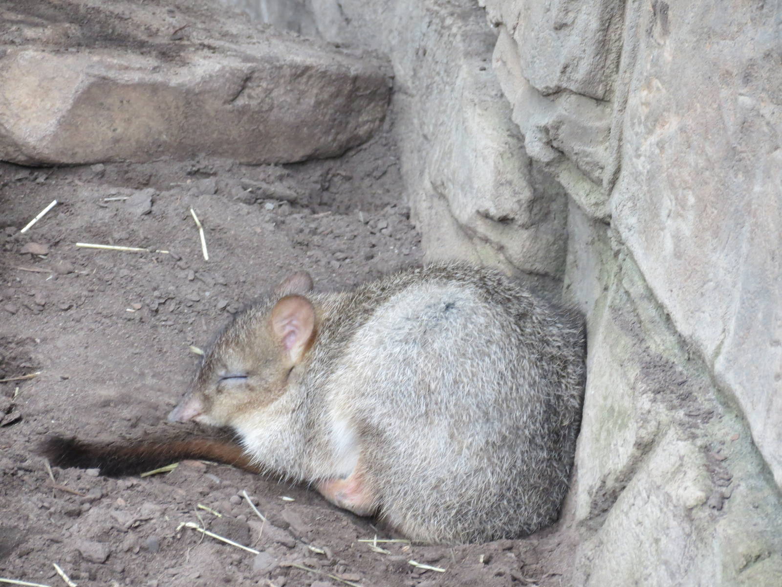 Brush-tailed Bettong