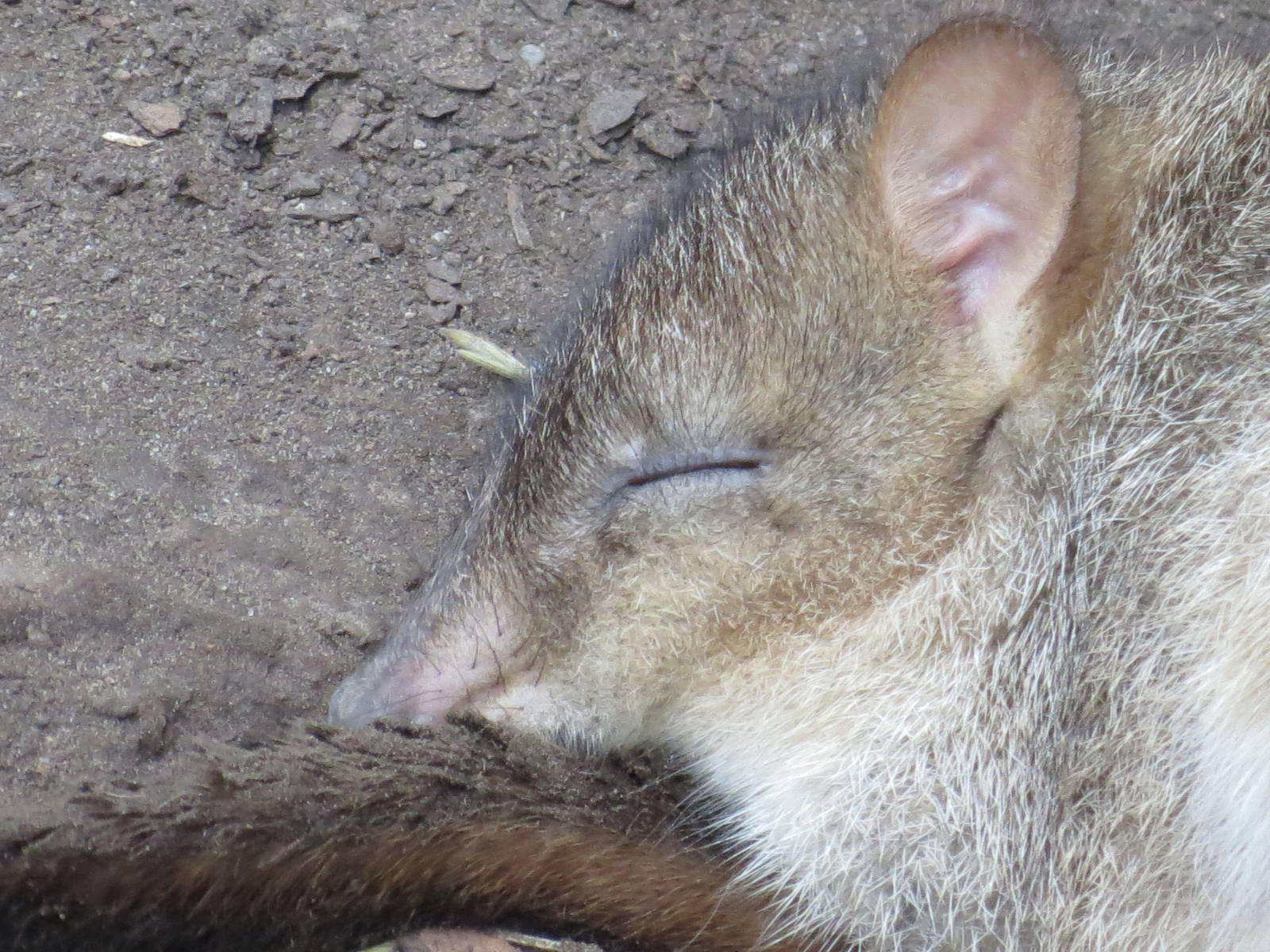 Brush-tailed Bettong