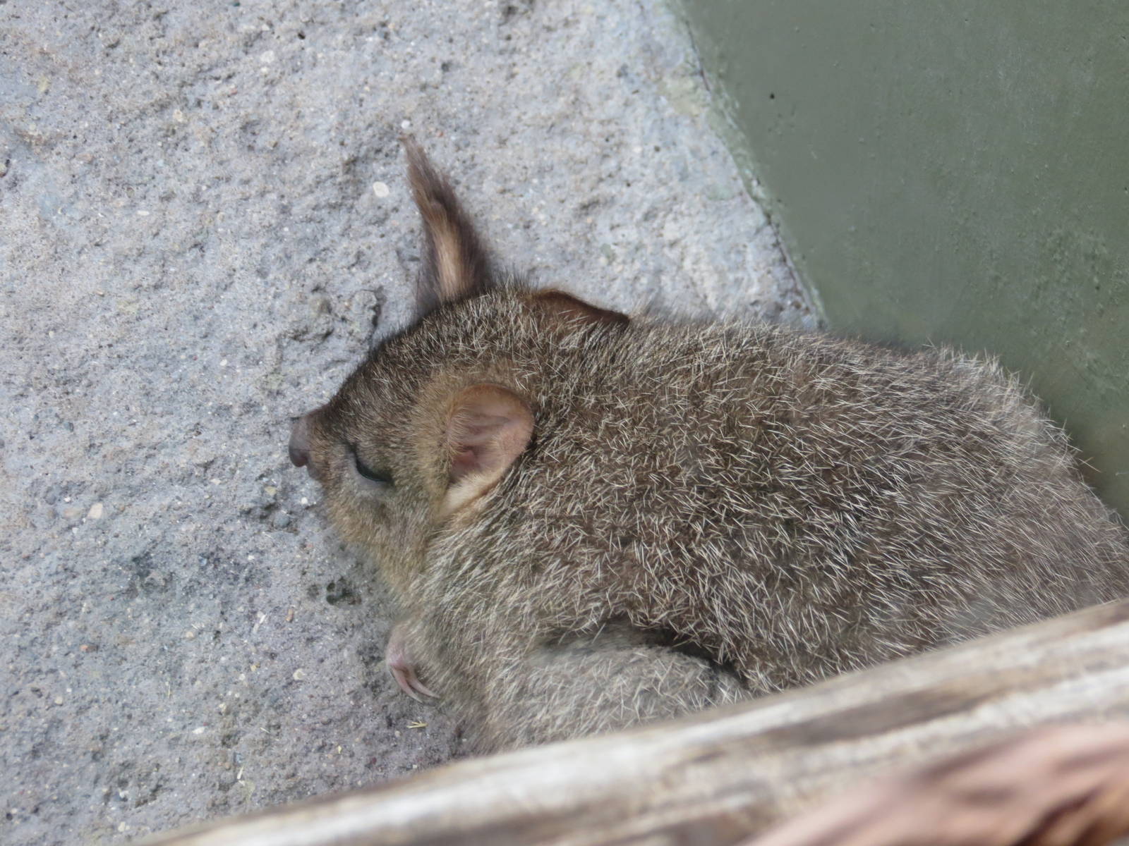 Brush-tailed Bettong