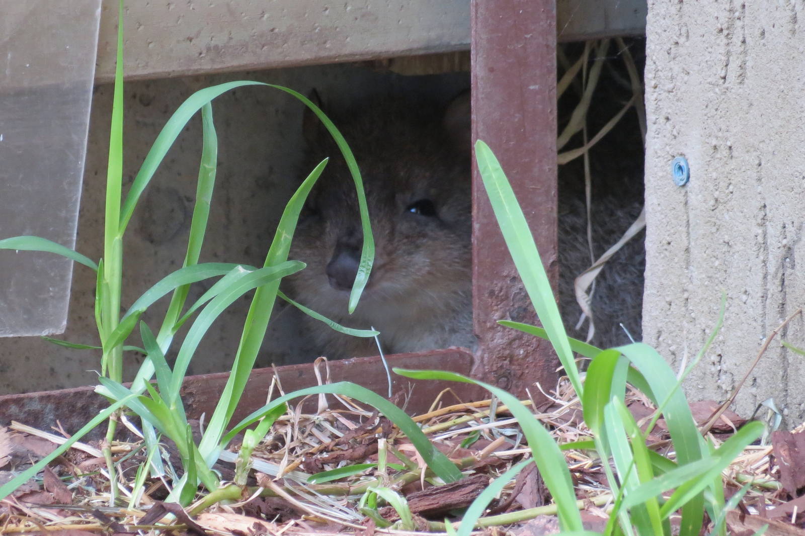 Brush-tailed Bettong