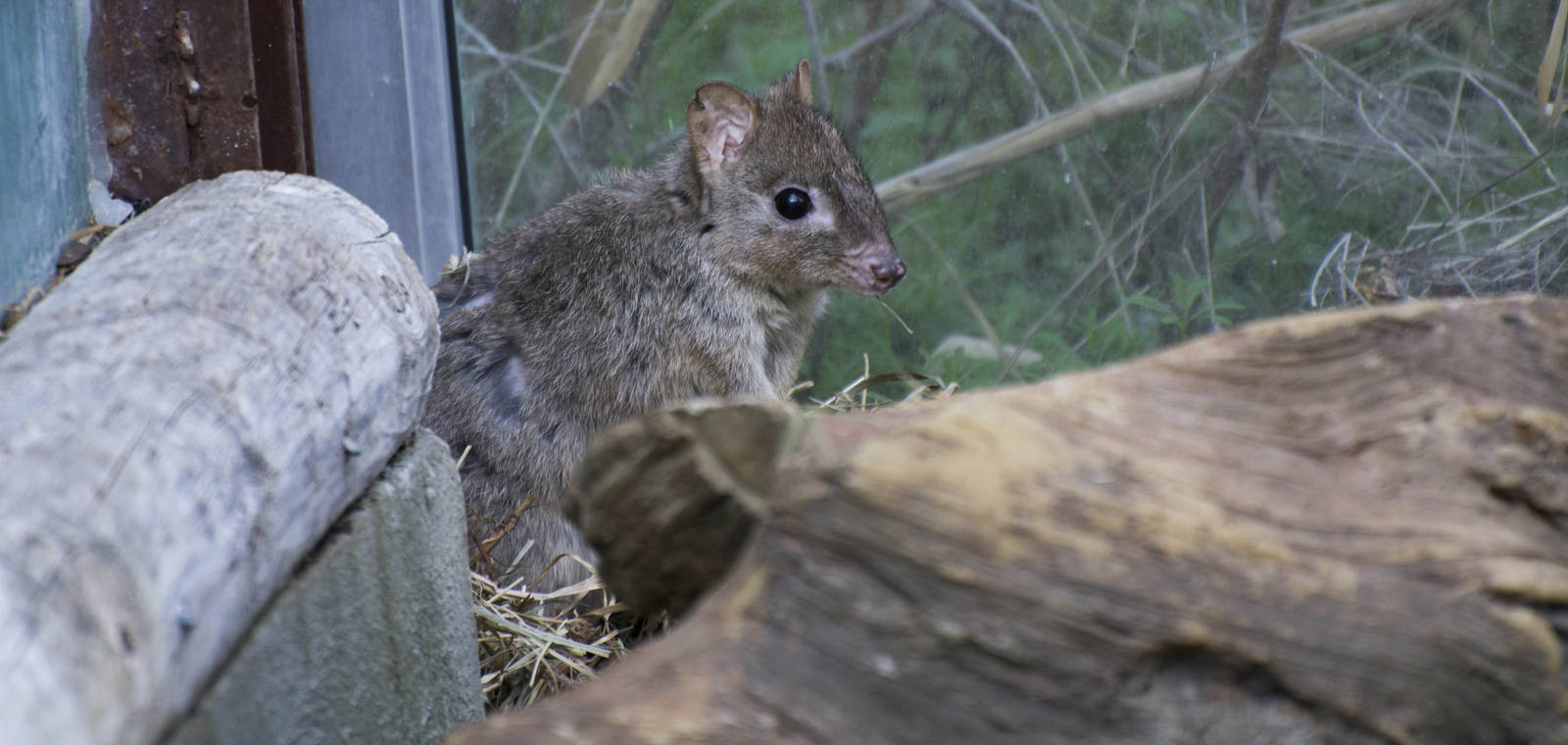 Brush-Tailed Bettong