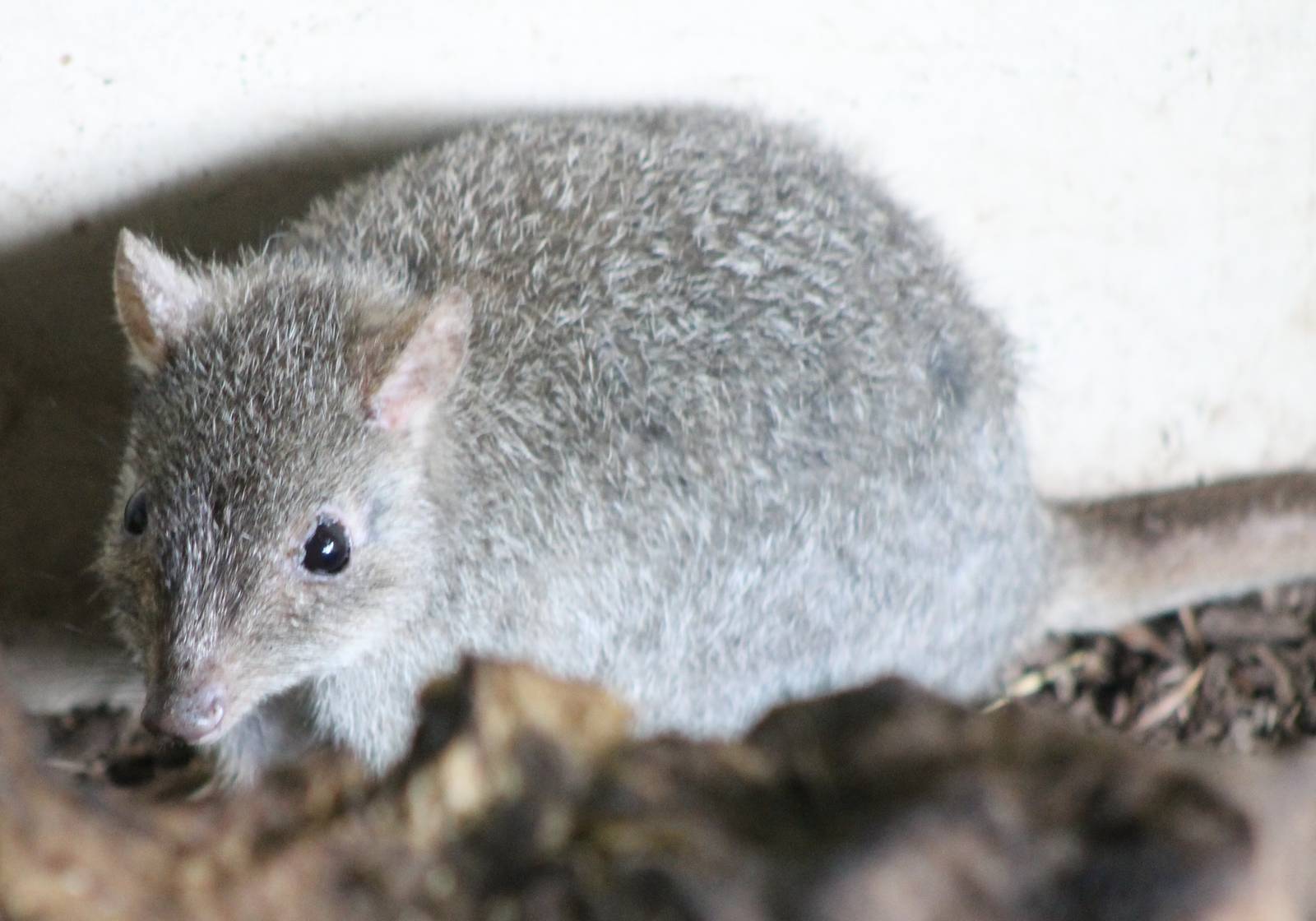 Brush-tailed bettong
