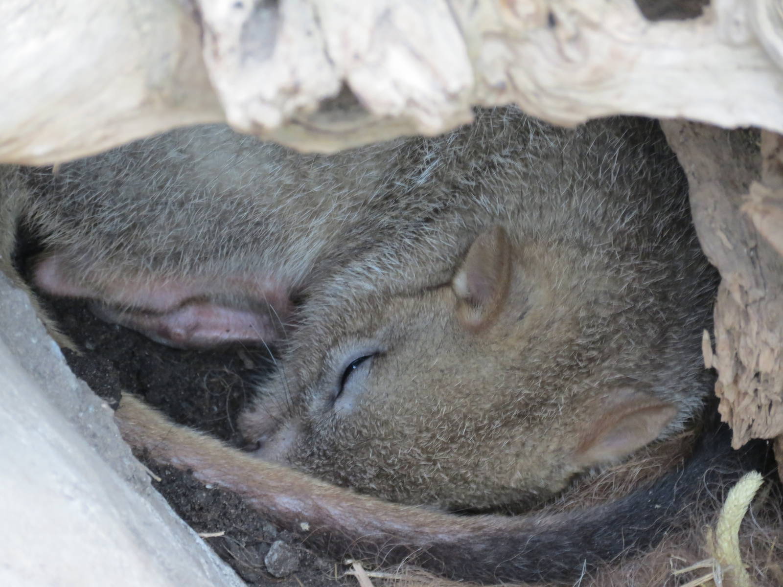 Brush-tailed Bettong