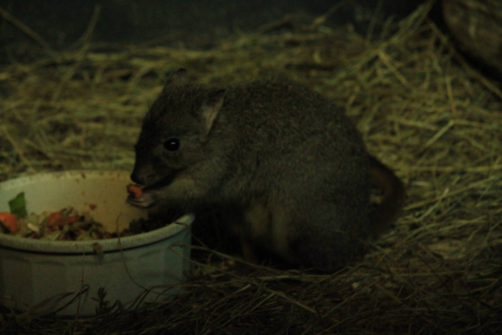 Brush-Tailed Bettong