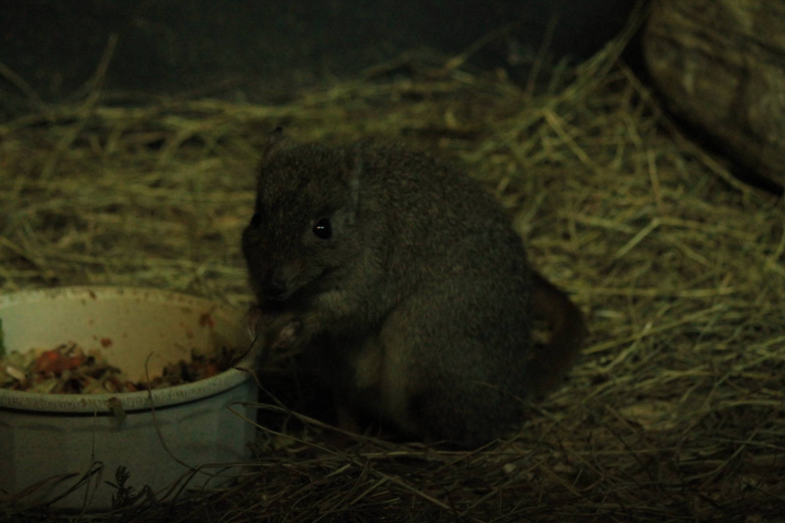 Brush-Tailed Bettong