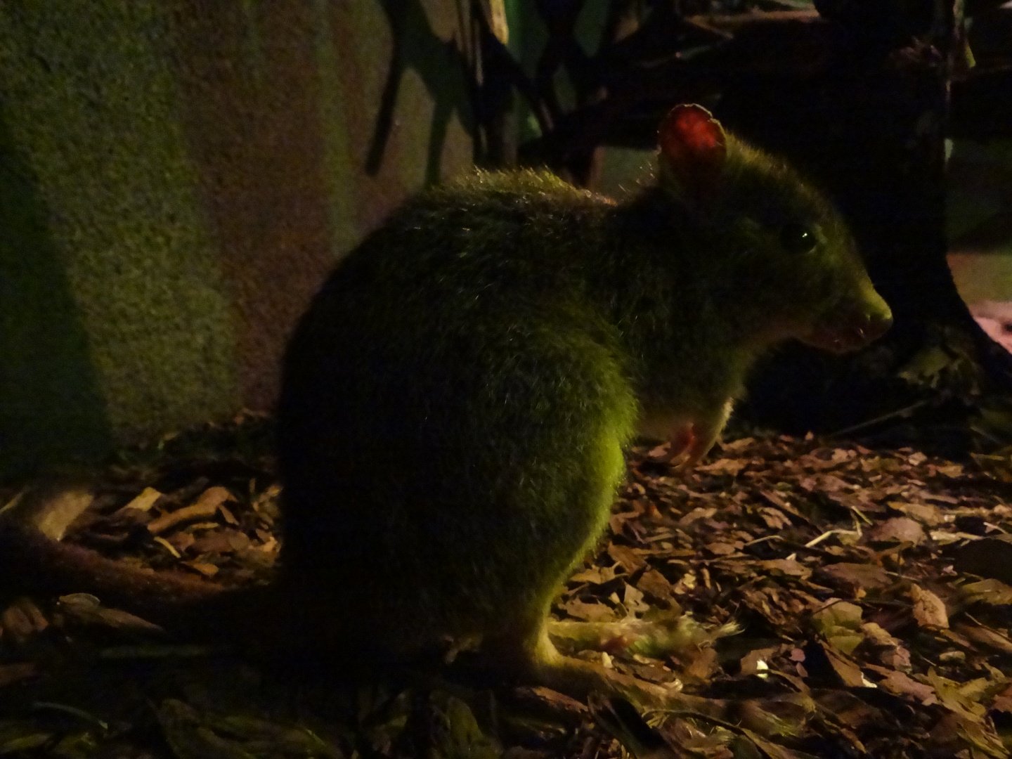 Brush-tailed Bettong