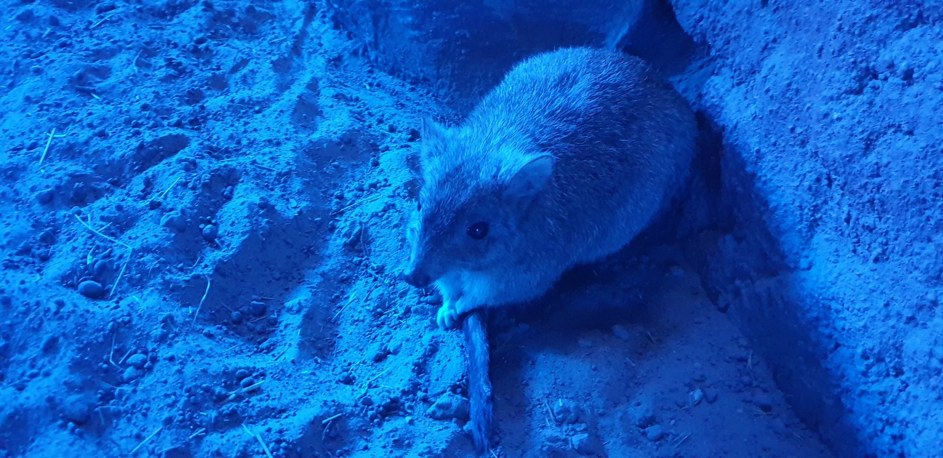 Brush-tailed bettong