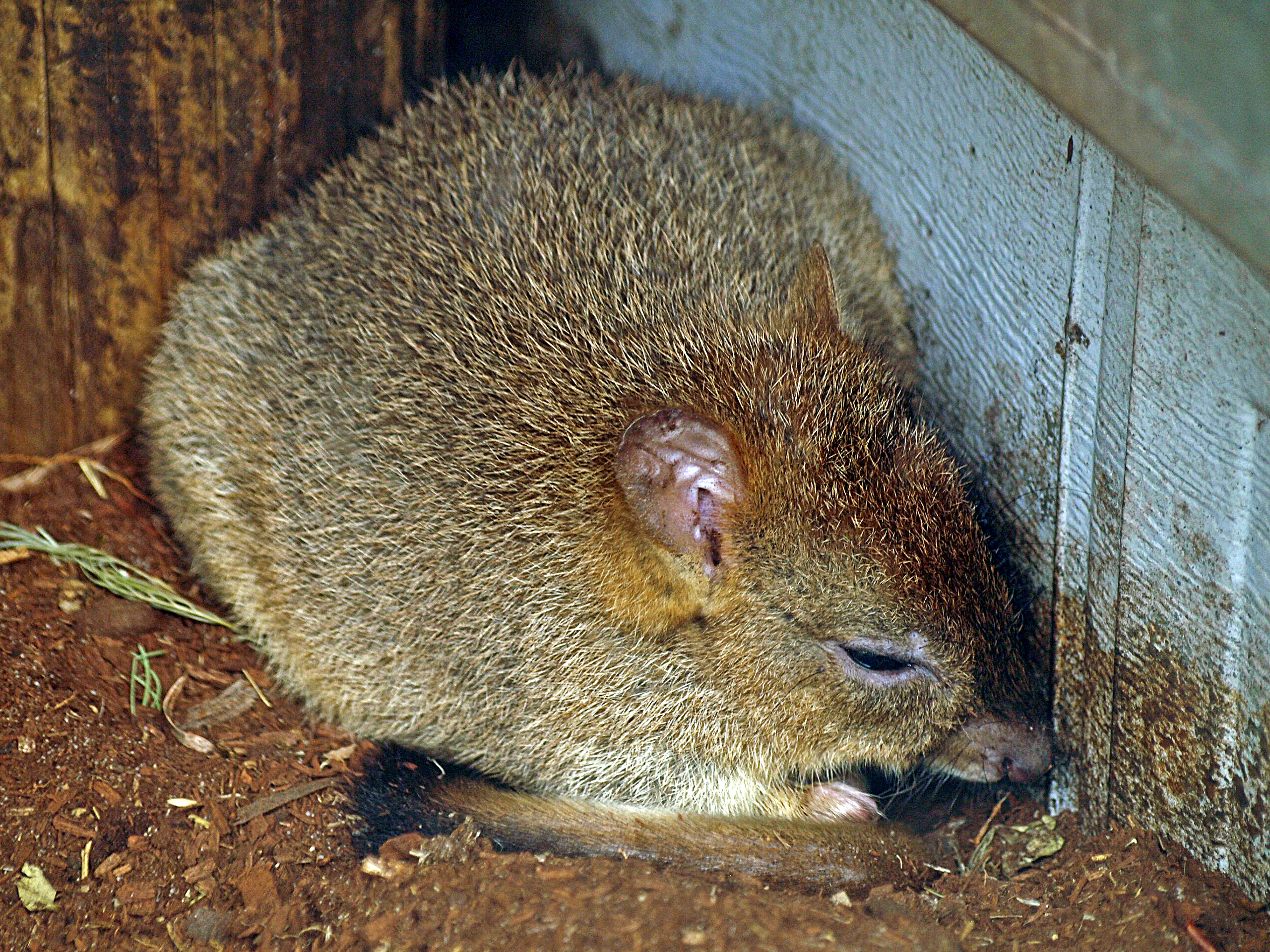 Brush-tailed bettong