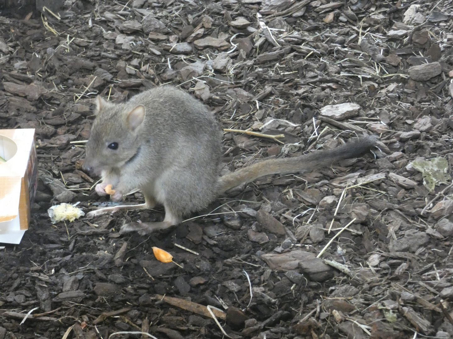 Brush-tailed Bettong