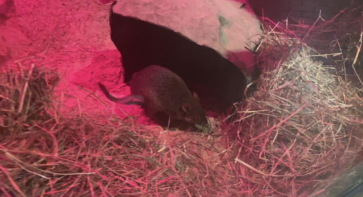 Brush tailed bettong