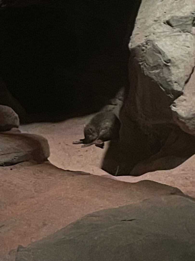 Brush-tailed Bettong