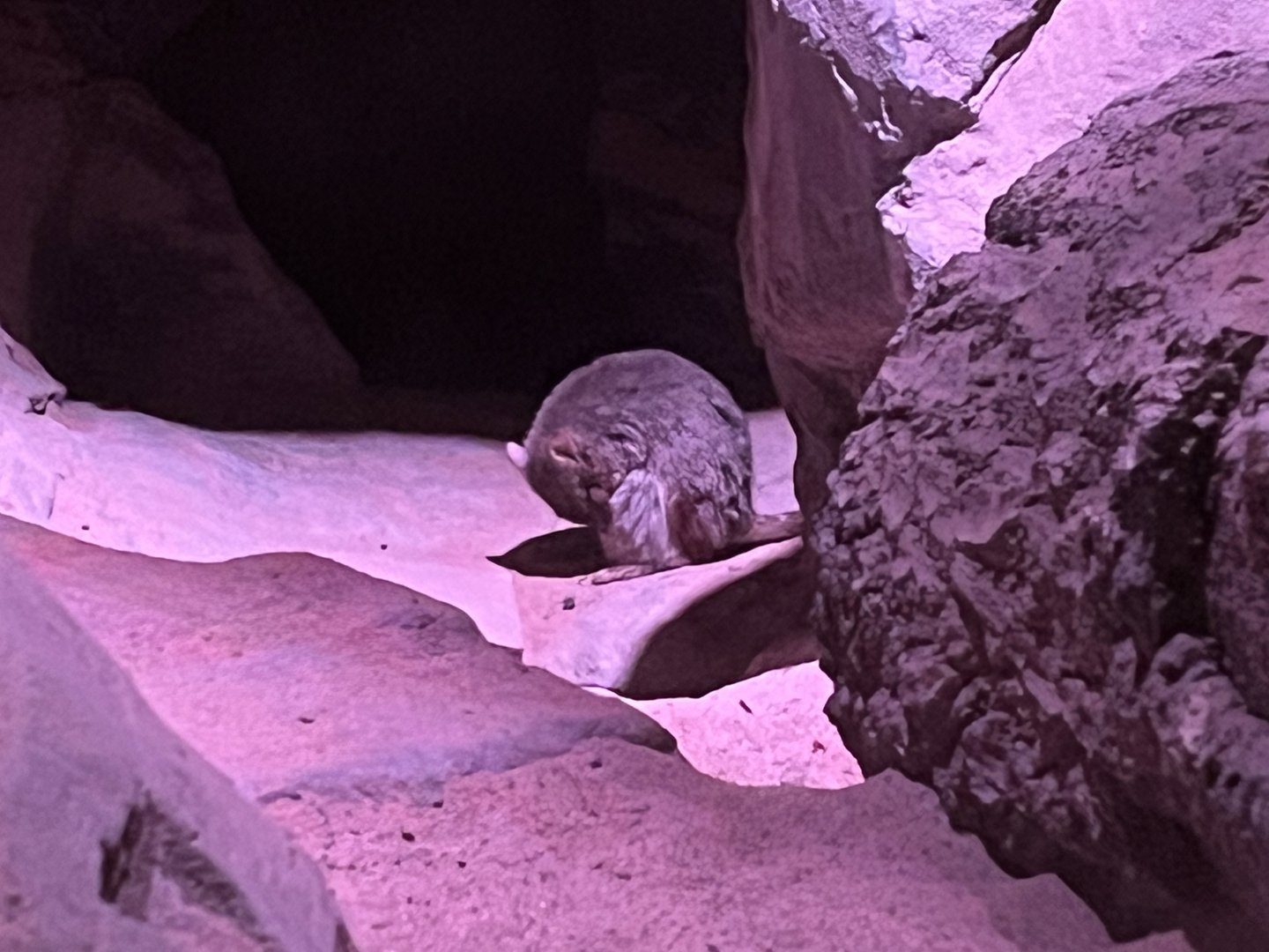 Brush-tailed Bettong