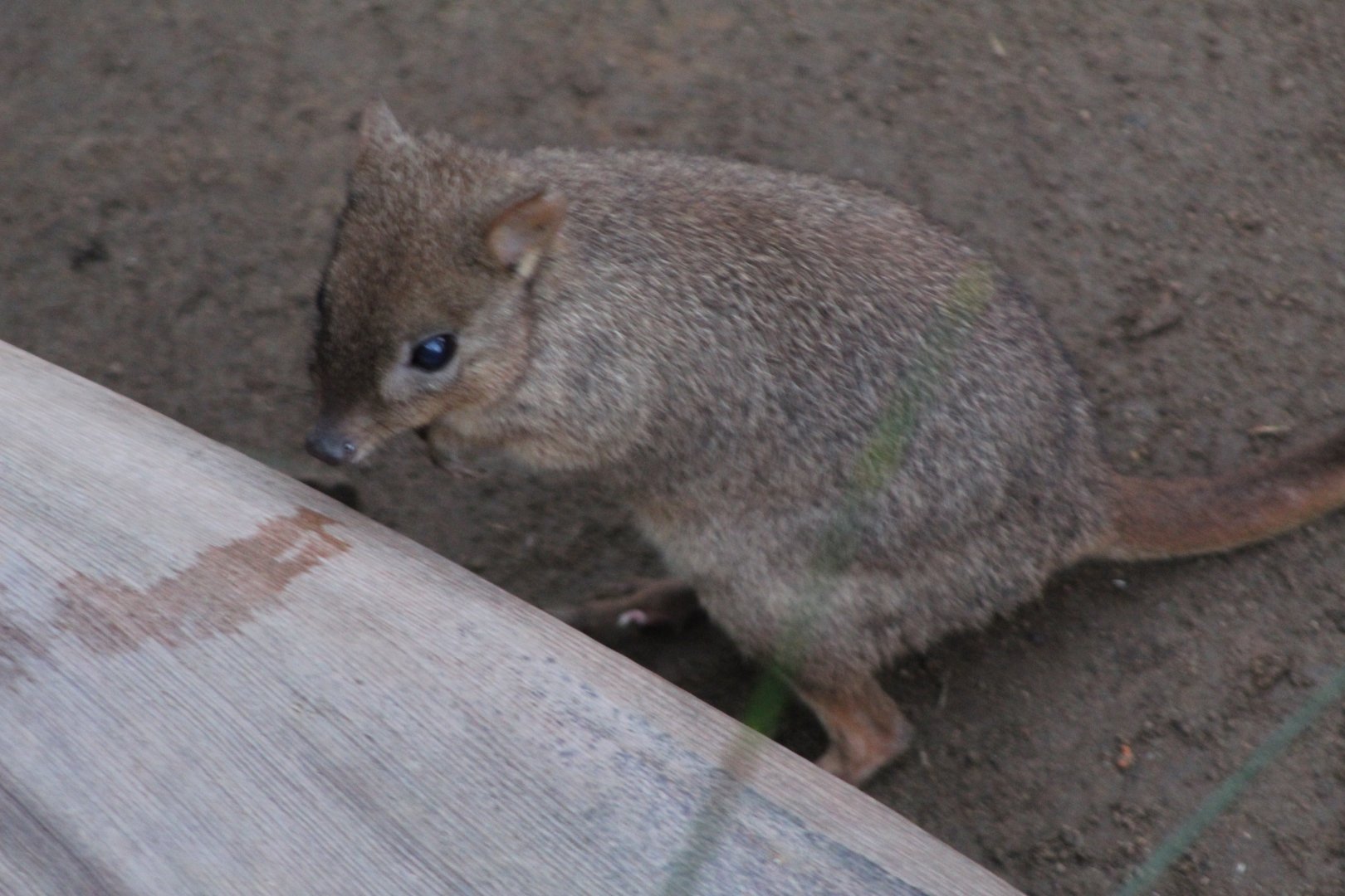 Brush-tailed Bettong