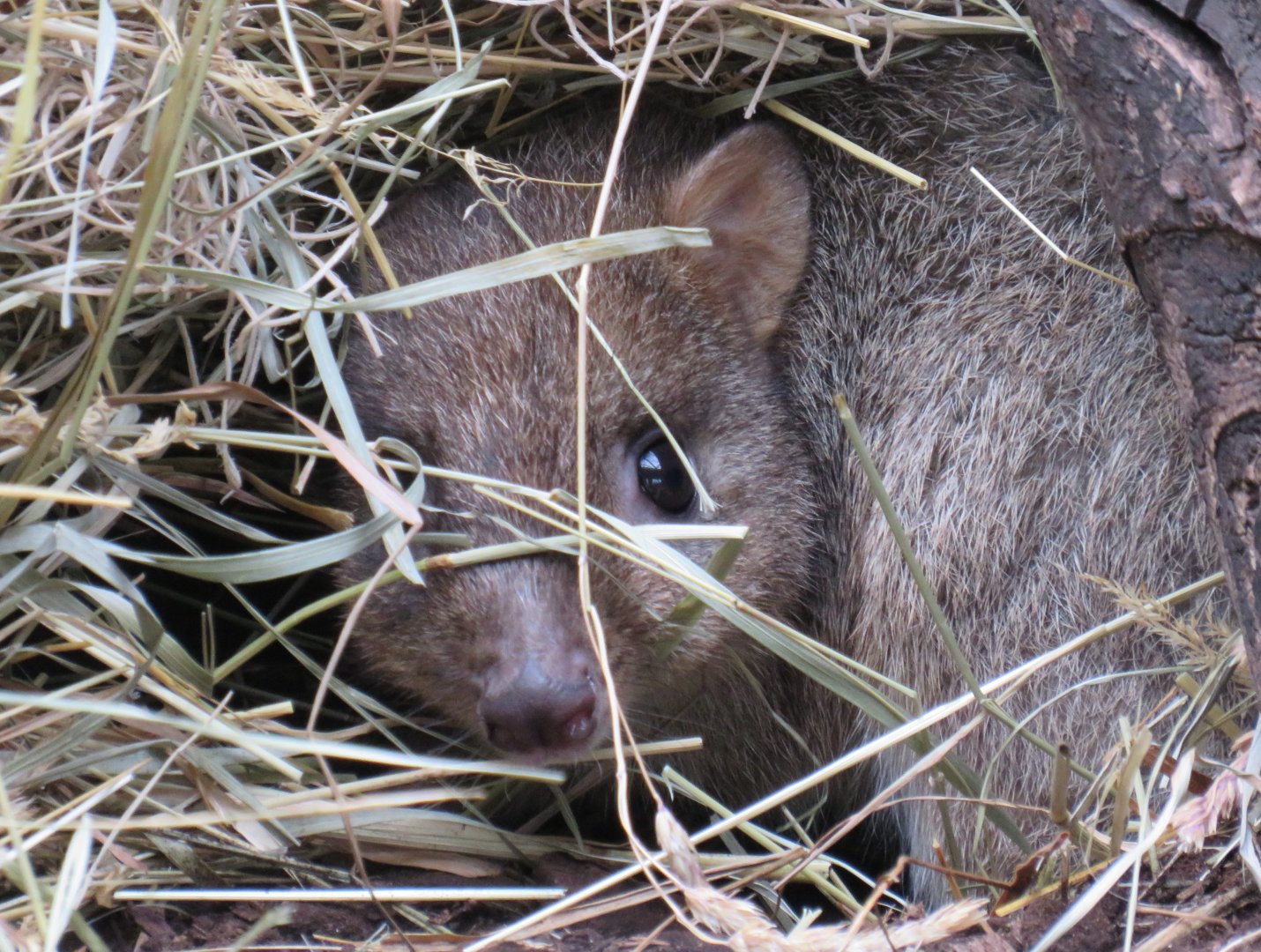 Brush-tailed bettong