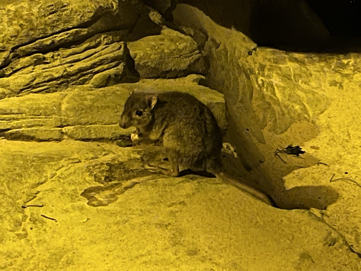 Brush-tailed Bettong