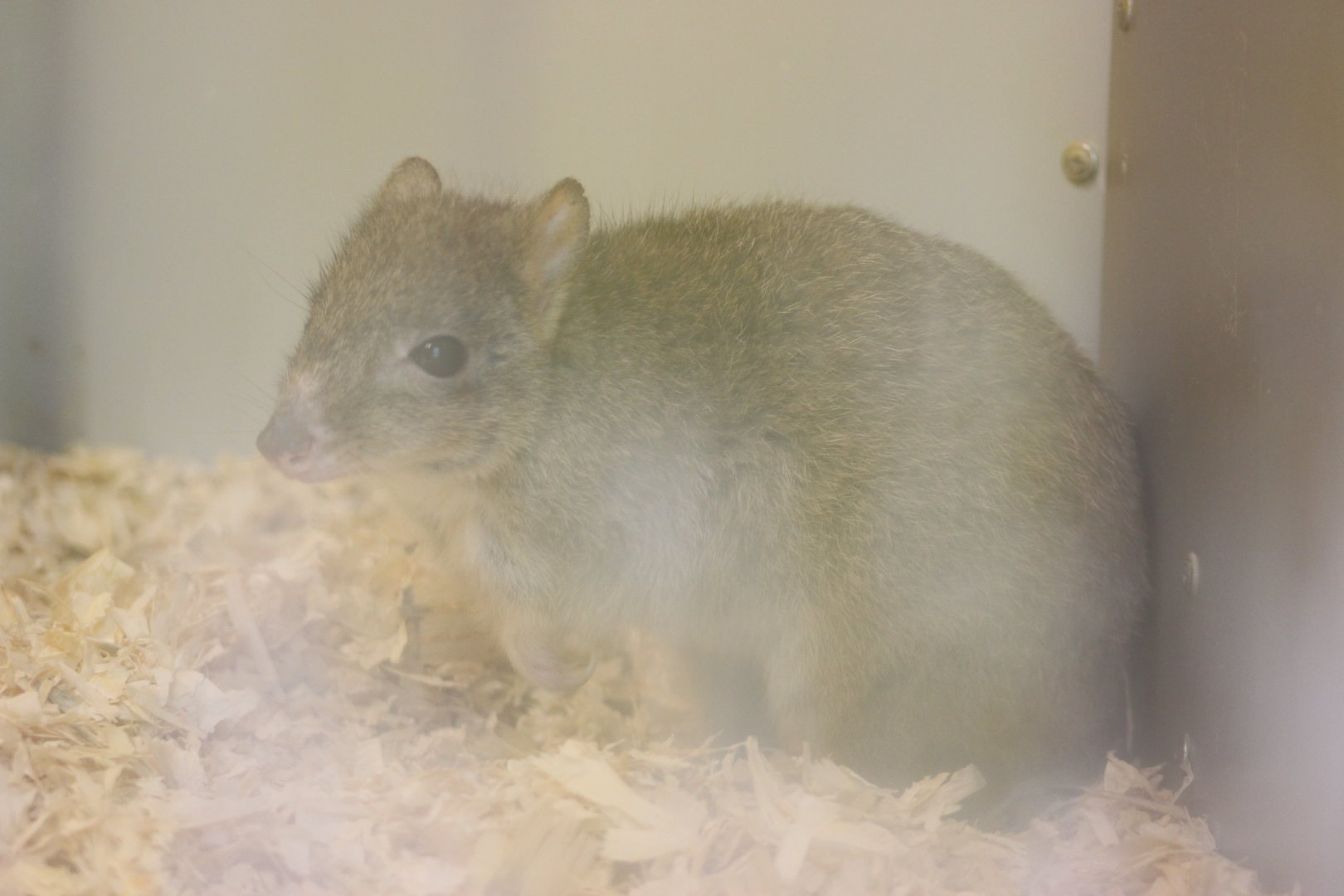 Brush-tailed Bettong