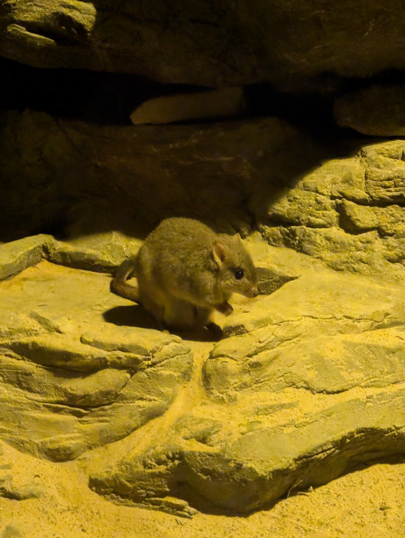 Brush-tailed Bettong