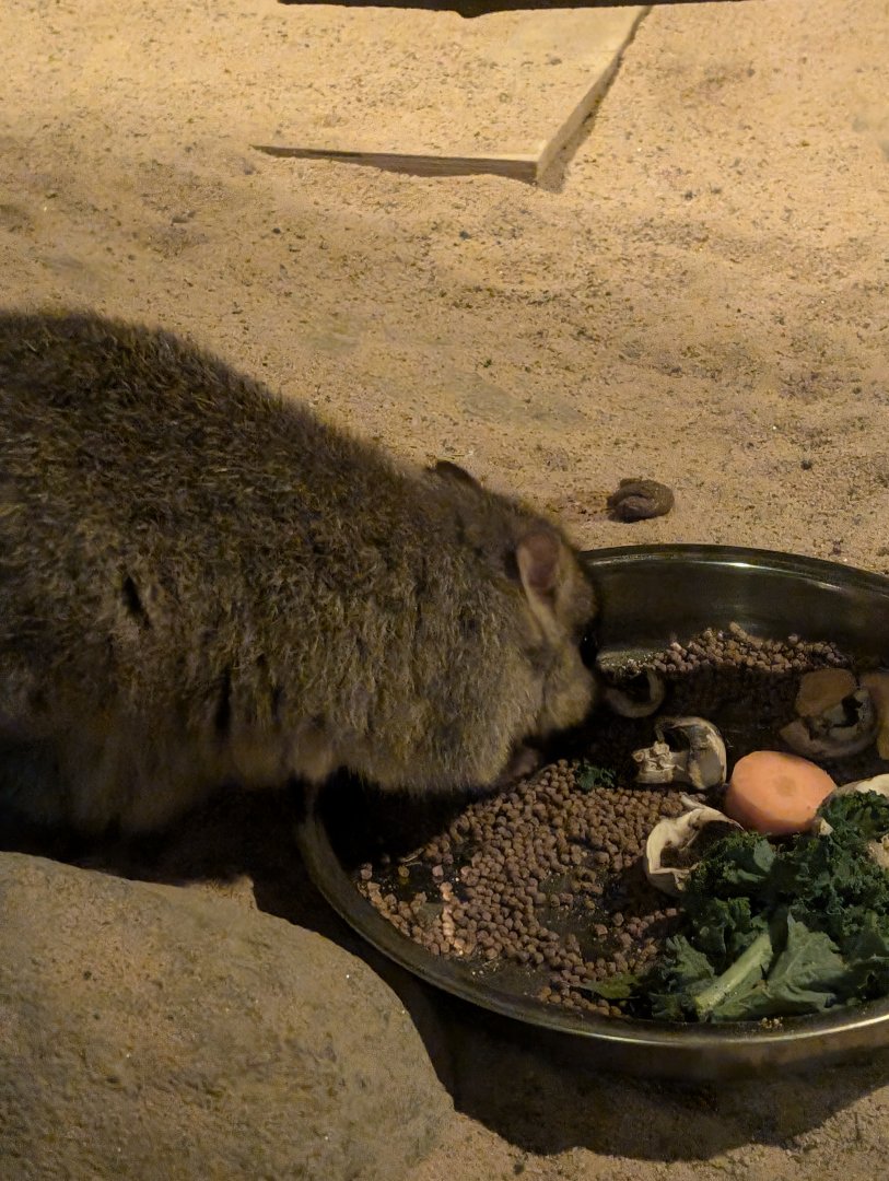 Brush-tailed Bettong