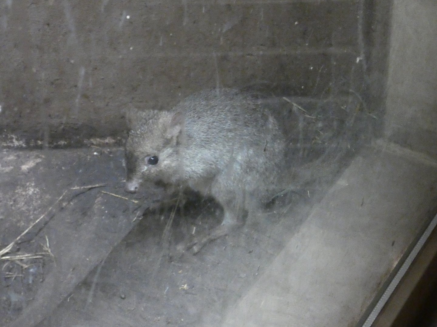 Brush-tailed bettong