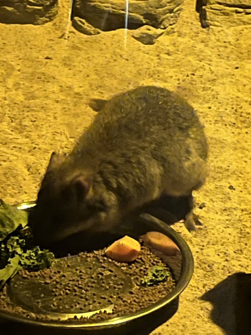 Brush-tailed Bettong