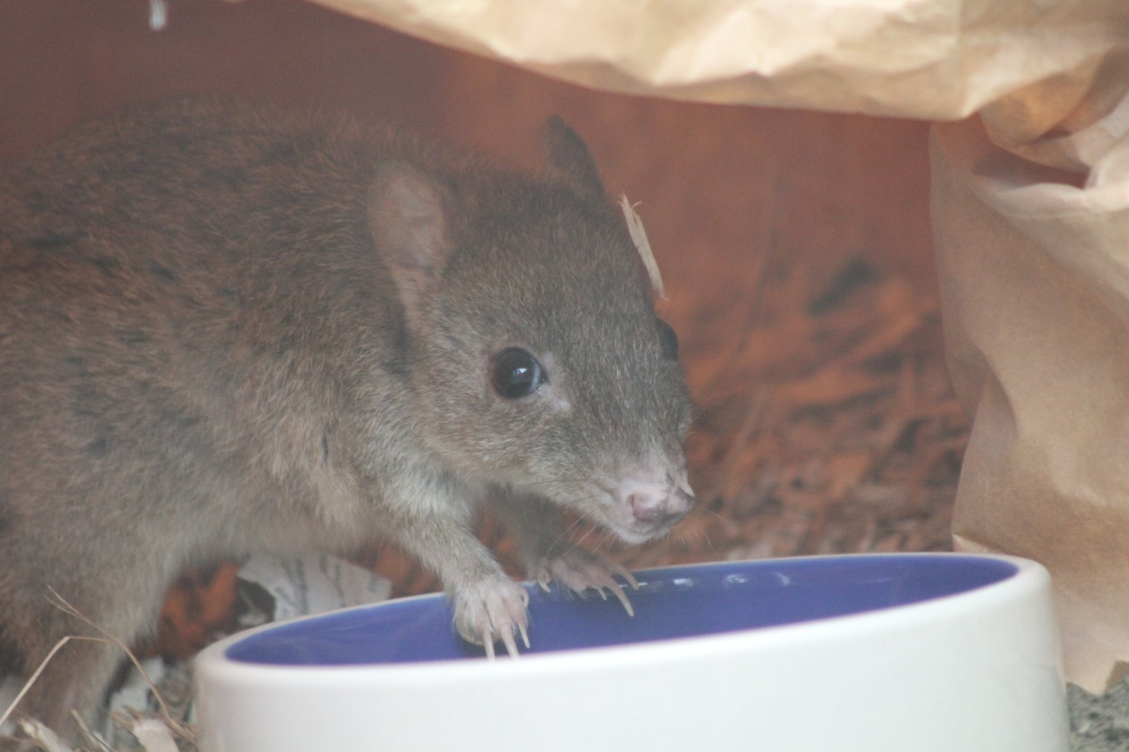 Brush-Tailed Bettong