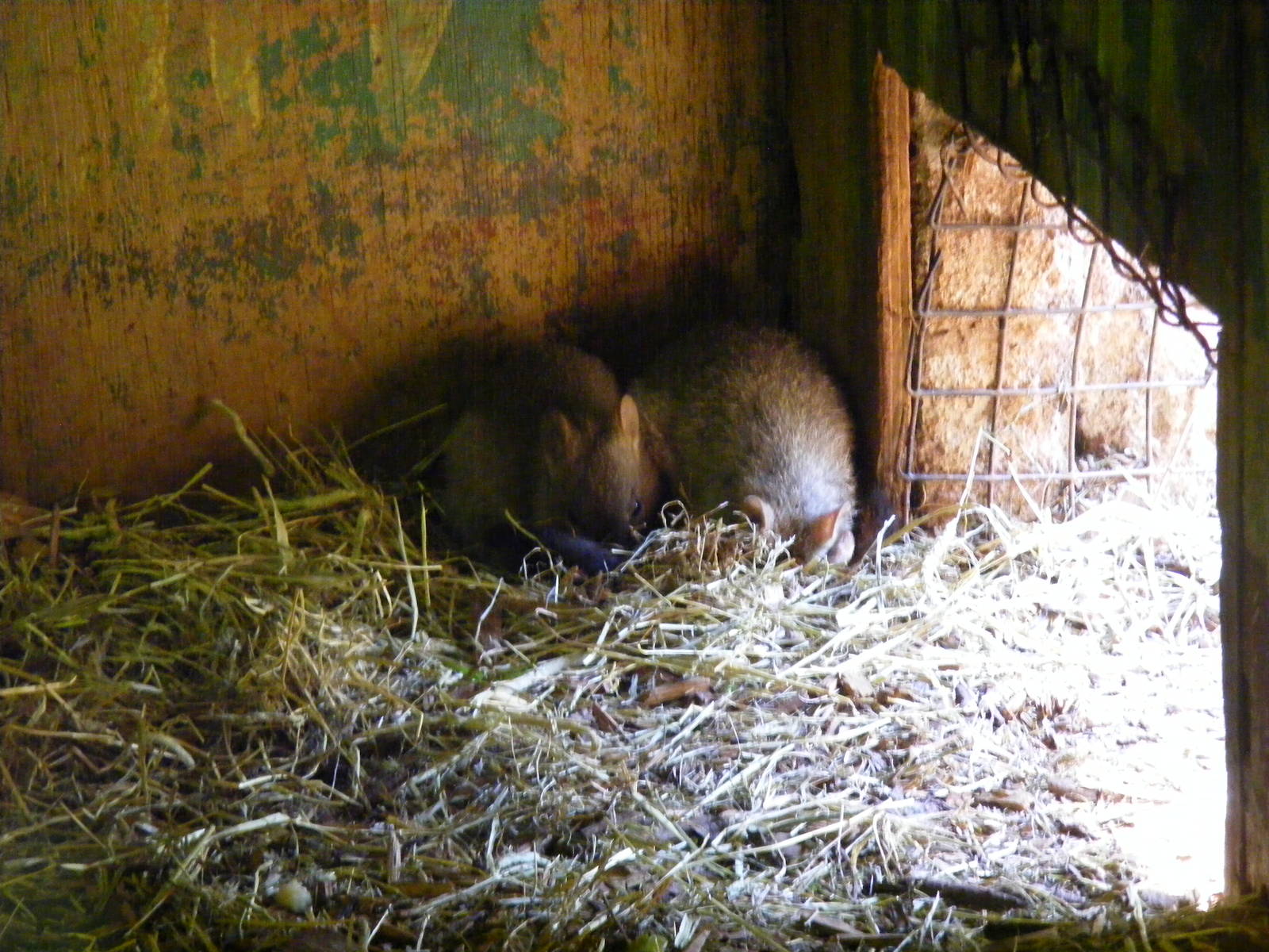 Brush-tailed bettongs at South Lakes Wild Animal Park, 23 May 2010