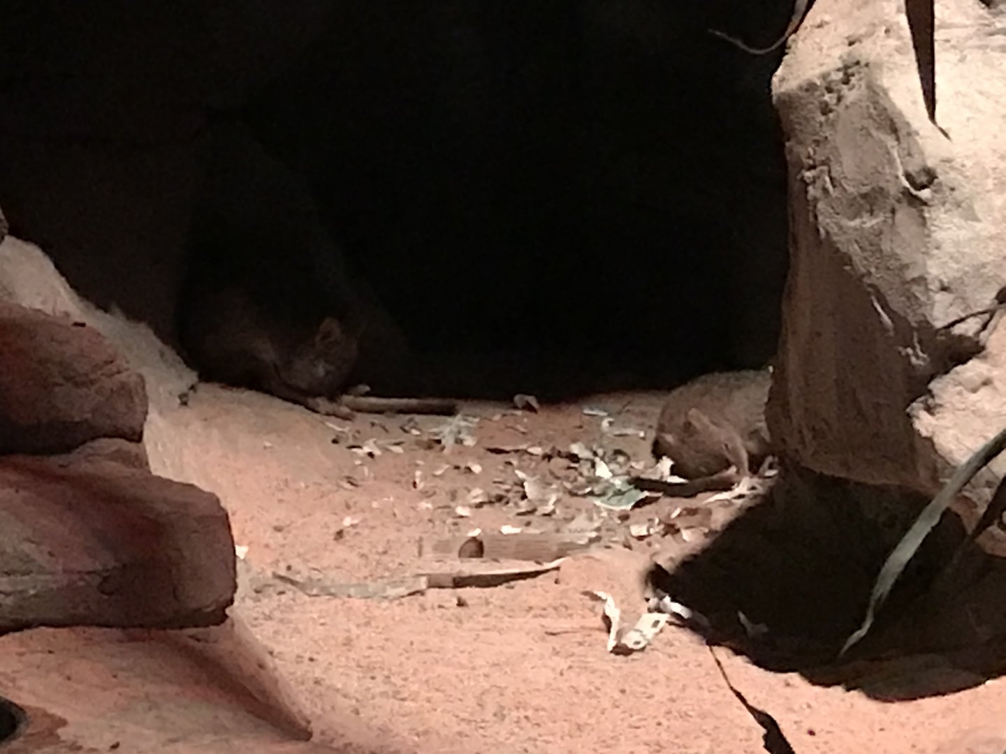 Brush-tailed Bettongs in Desert