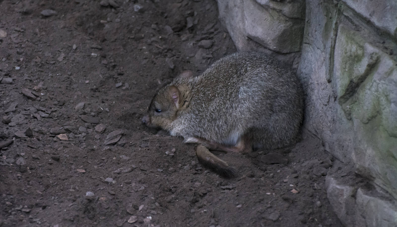 Brush-Tailed Bettongs