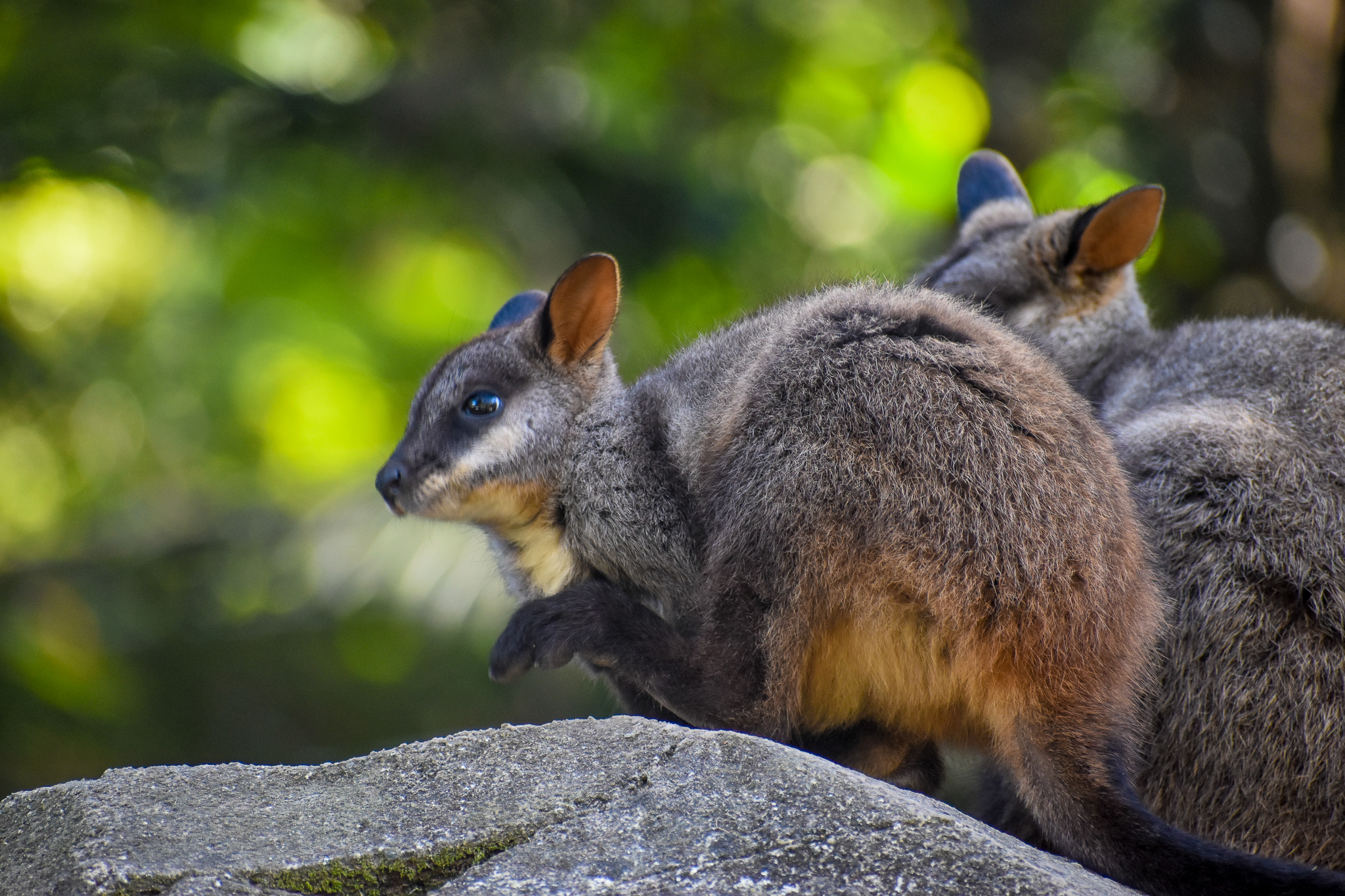 Brush-tailed Brush-Wallaby joey