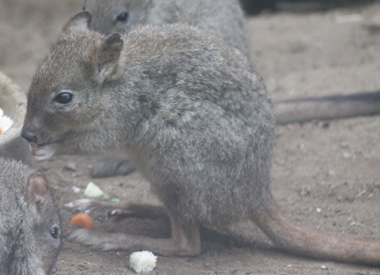 Brush-tailed kangaroo