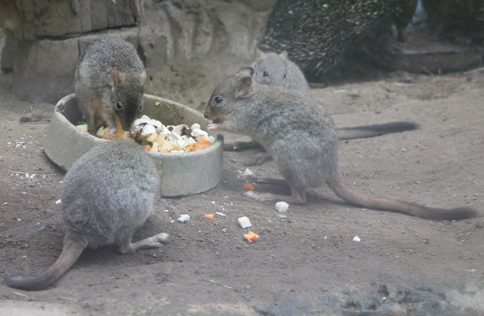 Brush-tailed kangaroos