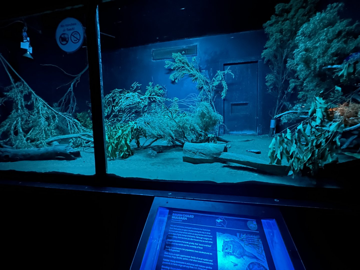 Brush tailed Mulgara exhibit