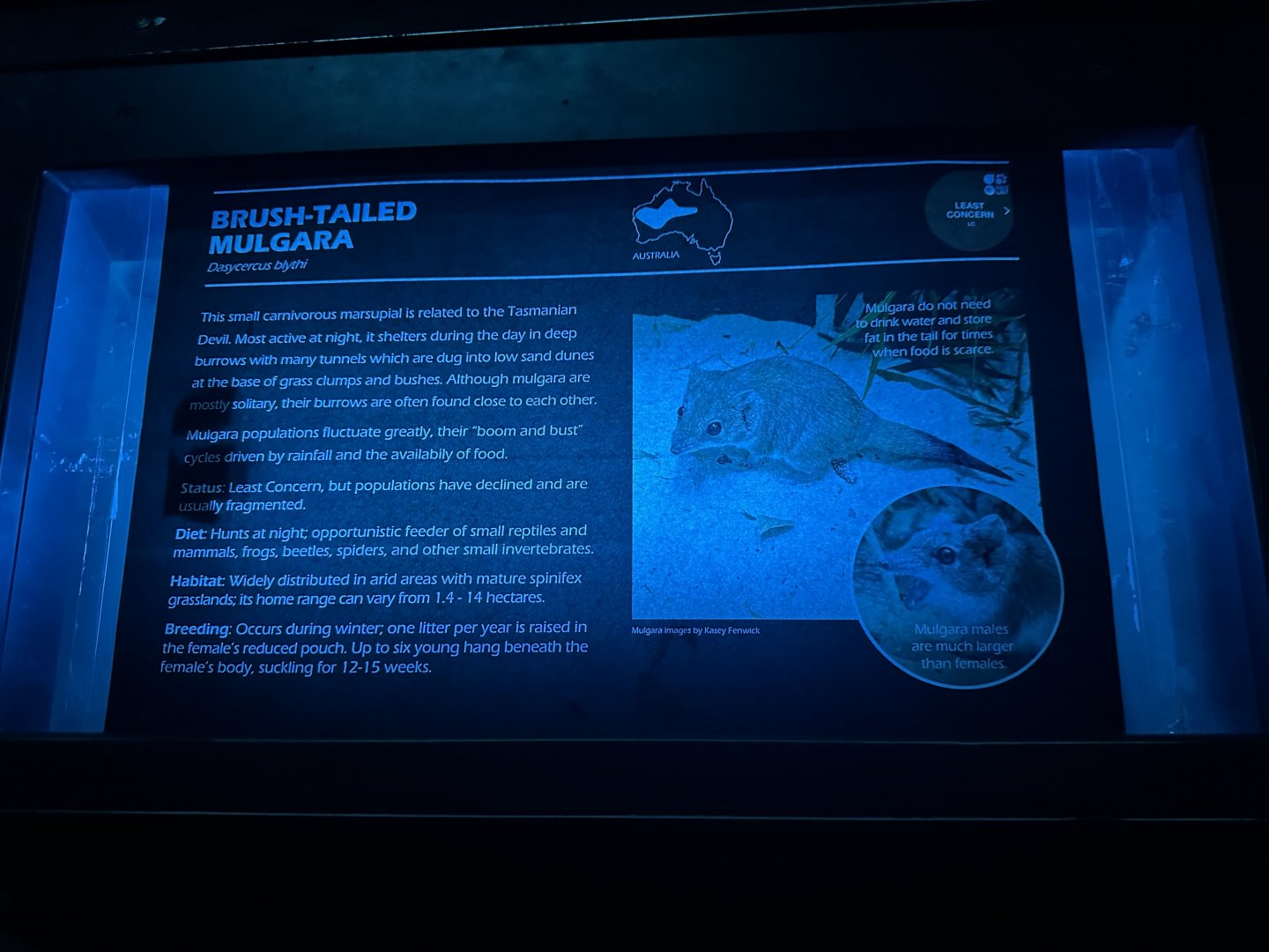 Brush tailed mulgara signage