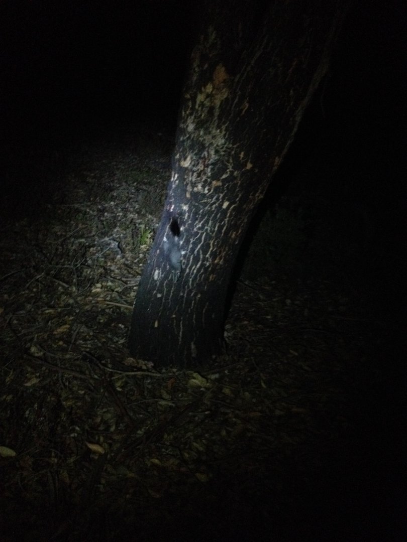 Brush-tailed Phascogale (Phascogale tapoatafa)